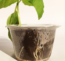 Load image into Gallery viewer, D&D Propagation Individual Cup