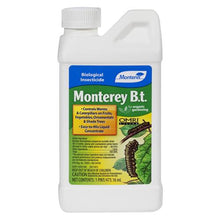 Load image into Gallery viewer, Monterey B.t. Pint (12/Cs)
